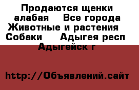 Продаются щенки алабая  - Все города Животные и растения » Собаки   . Адыгея респ.,Адыгейск г.